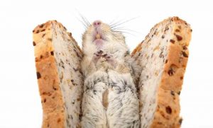 rat extermination, mice infestation solutions Phoenix Arizona